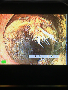 Camera inspection reveals tree roots in the main drain in Outremont, Montreal. We recommend high pressure jetting to fully remove roots 